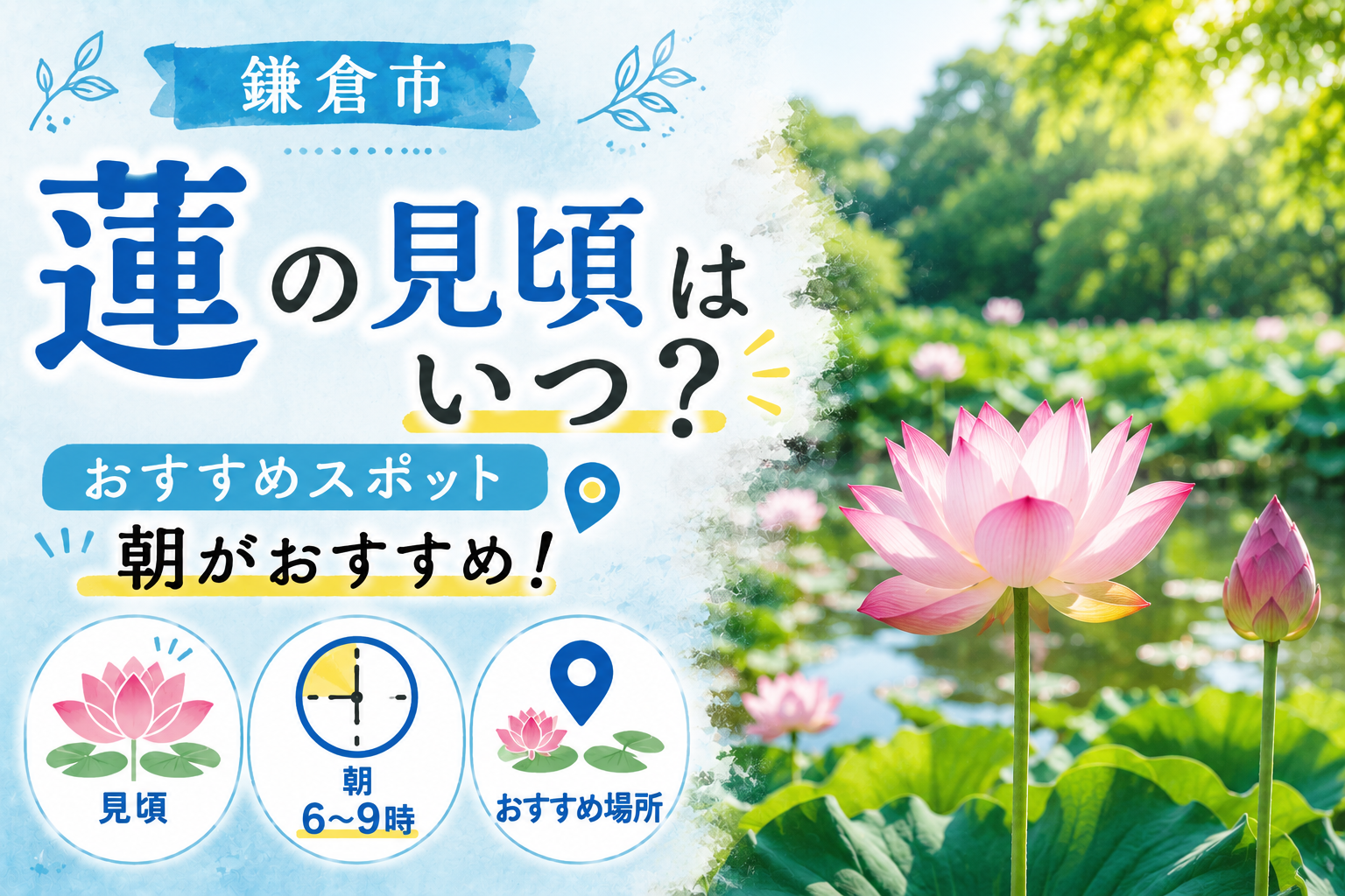 鎌倉市】蓮の見頃はいつ？早朝に行く理由と場所の探し方 | 鎌倉ごこち